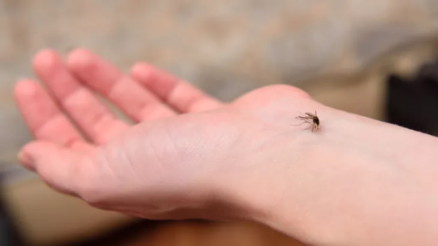 5 Tips Agar Terhindar dari Gigitan Nyamuk