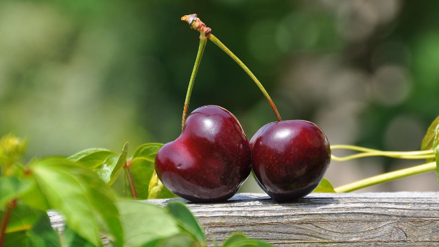 5 Manfaat Buah Ceri untuk Kesehatan Tubuh